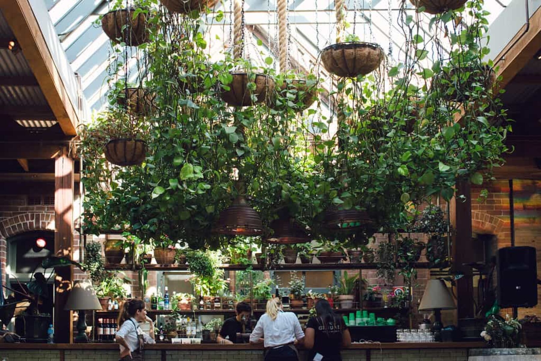 hanging indoor plants