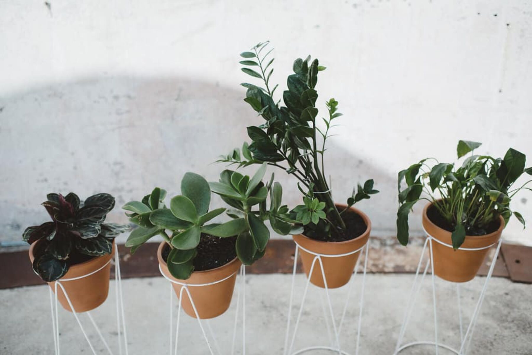 terracotta plant pots in stands