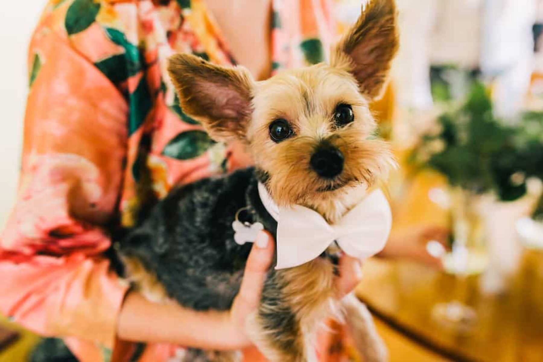 wedding pup with bow tie