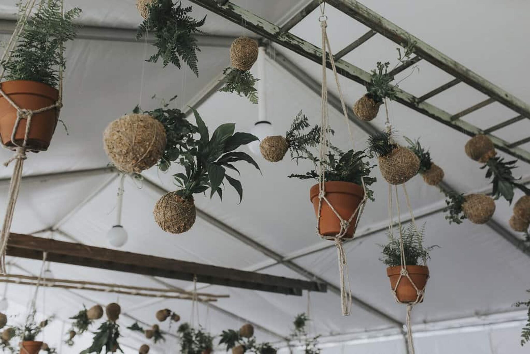 marquee wedding with hanging plants and kokedamas