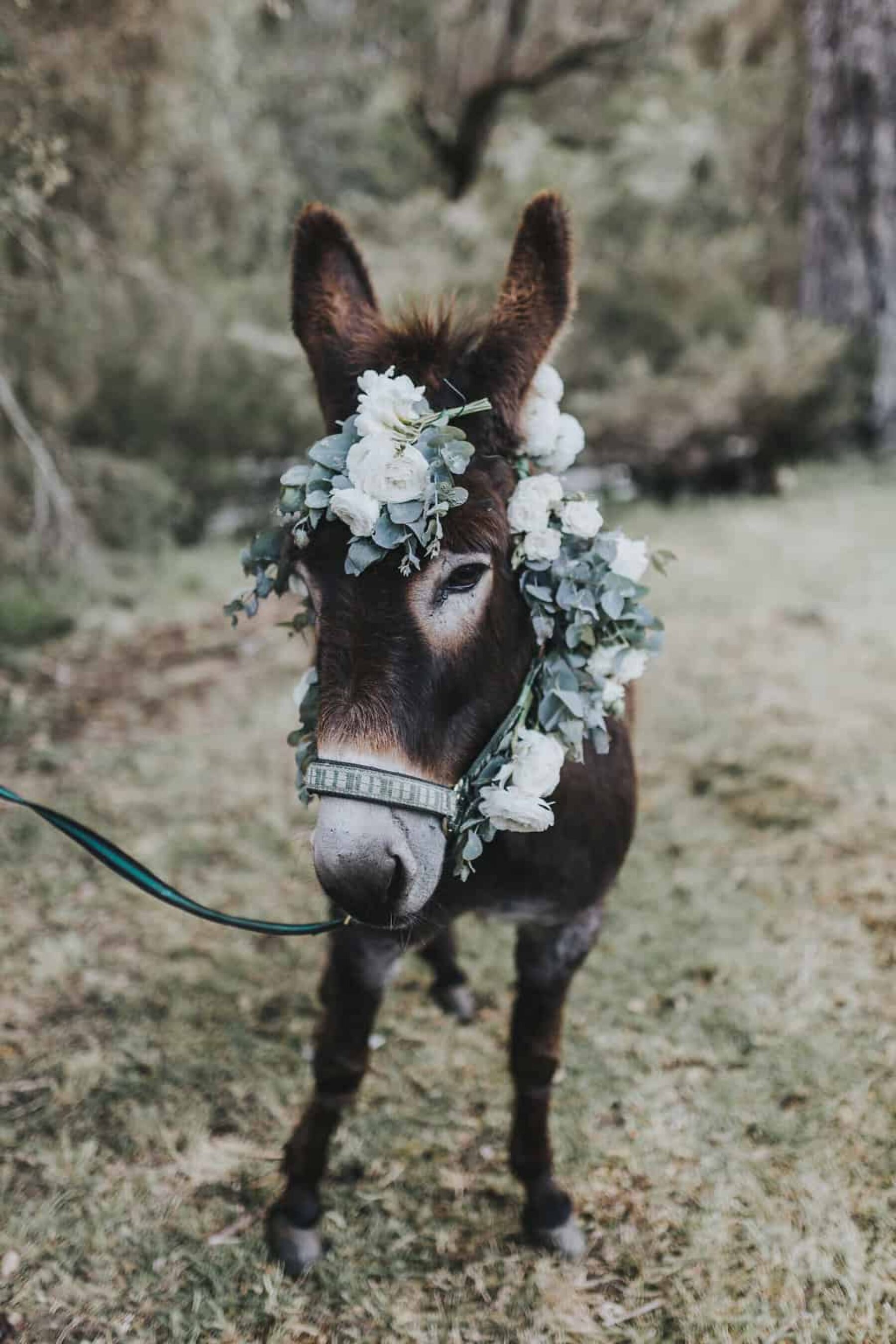 cute donkey with flower crown
