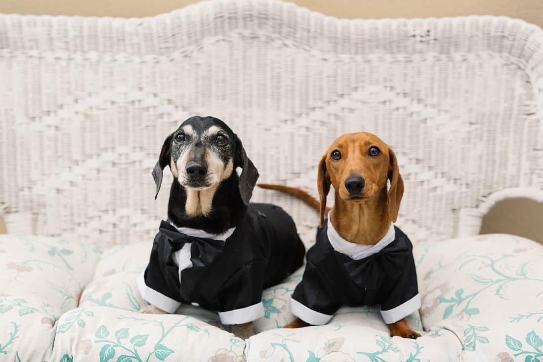 sausage dogs in tuxes
