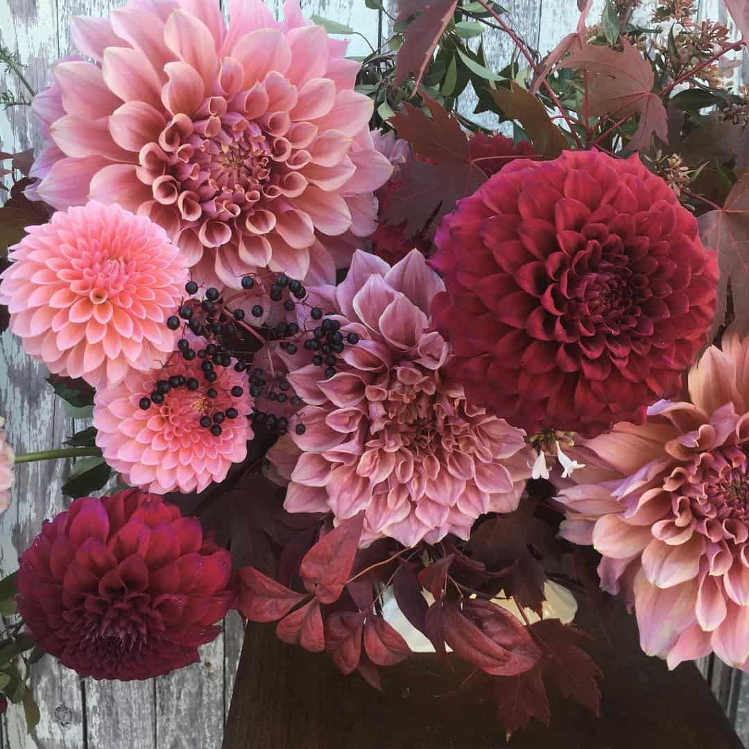 giant dahlias in mixed pinks