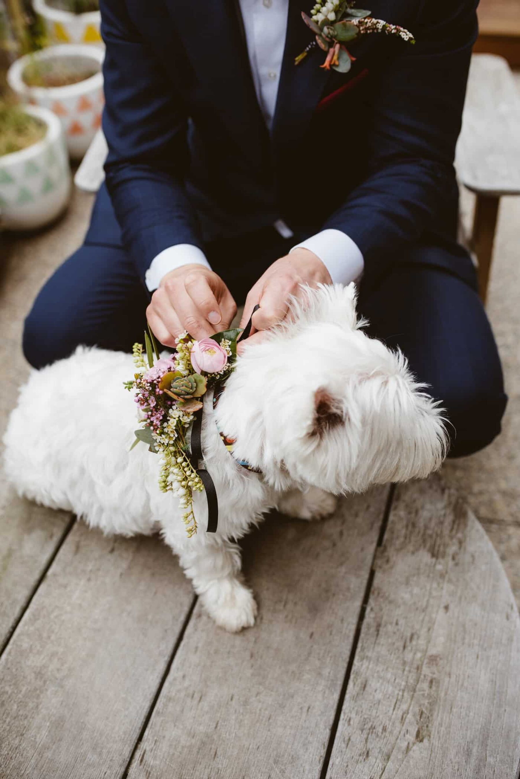 'bridesmaid' westie dog with floral collar