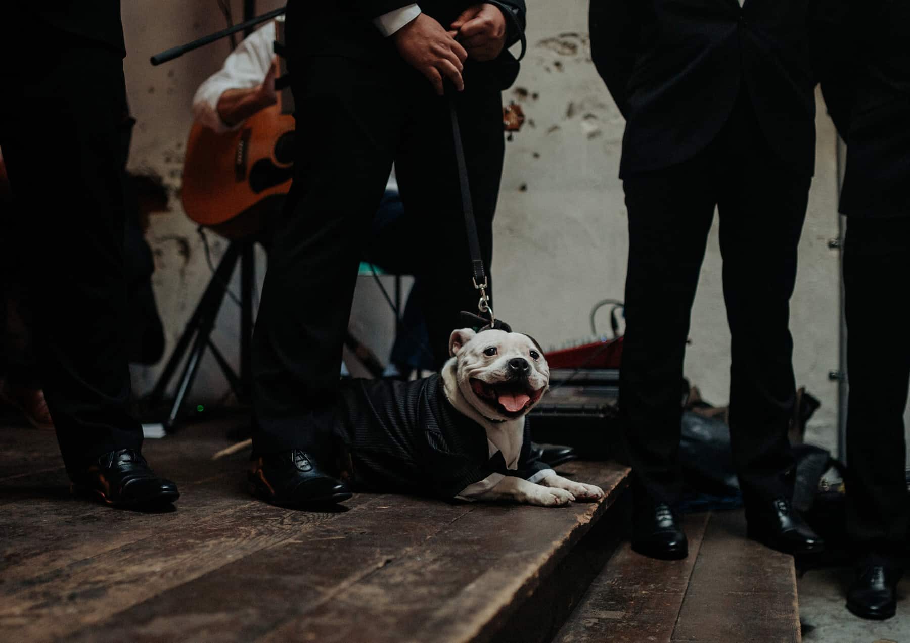 doggy ring bearer