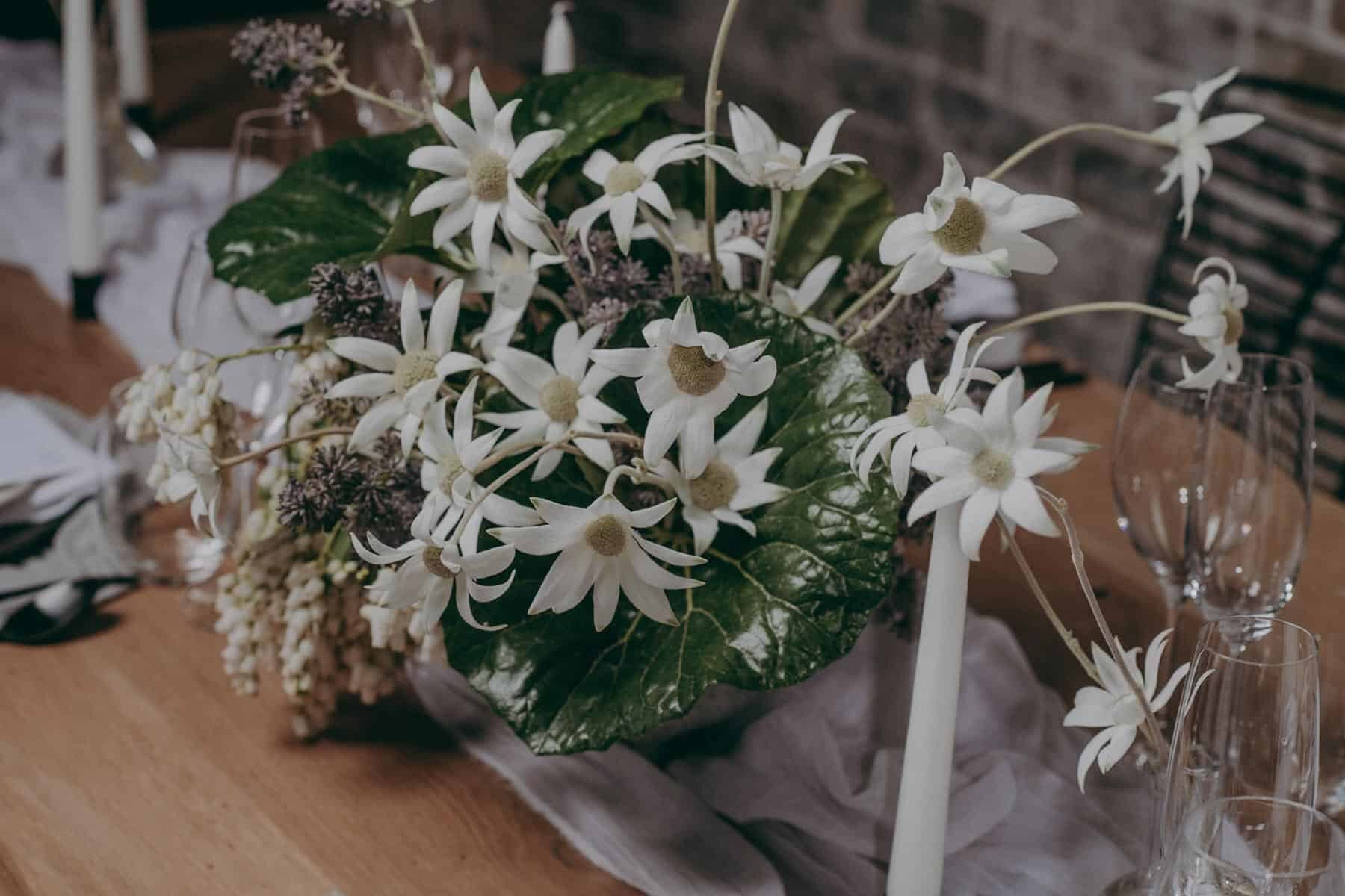 white flannel flower