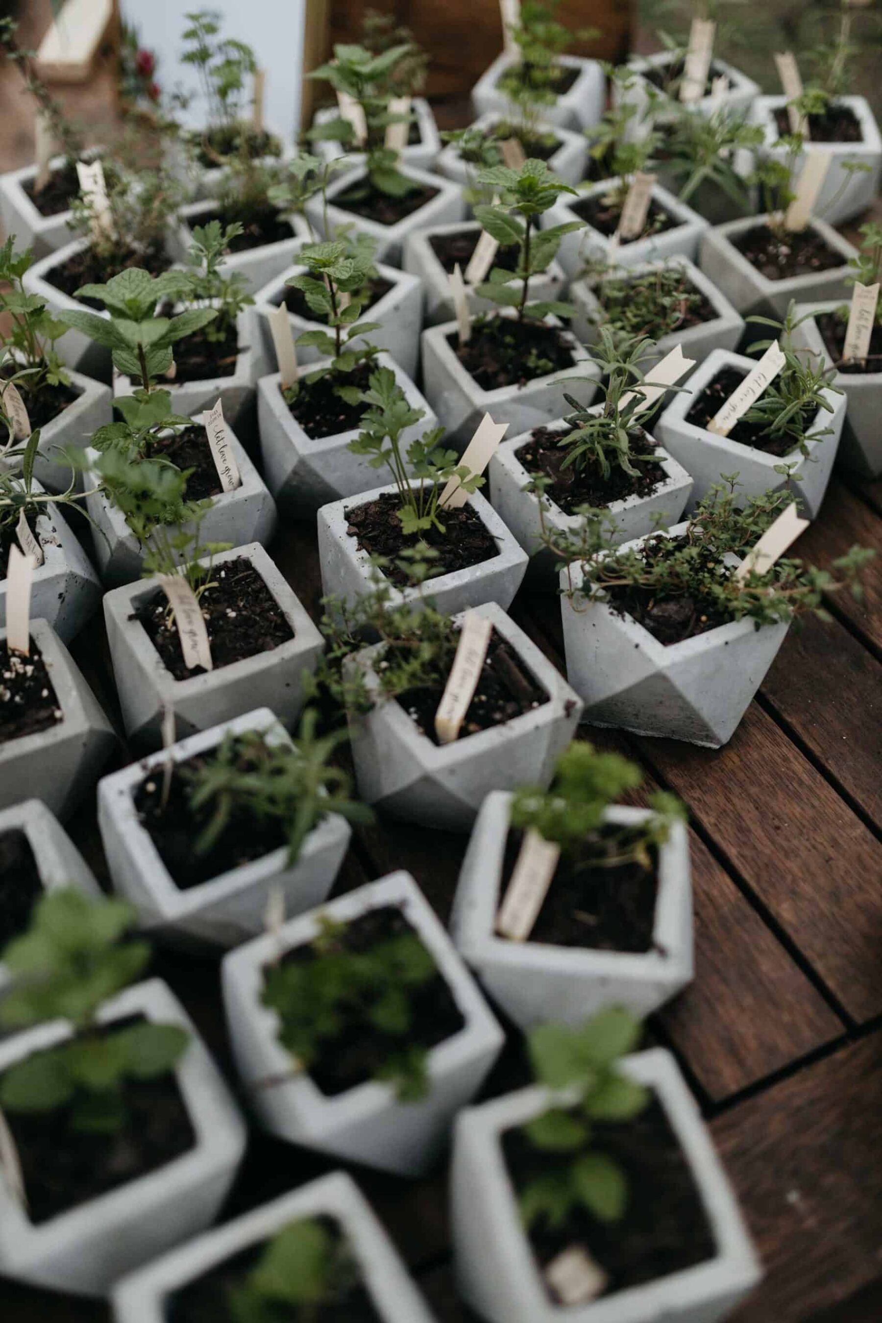 DIY concrete pot planted herb favours