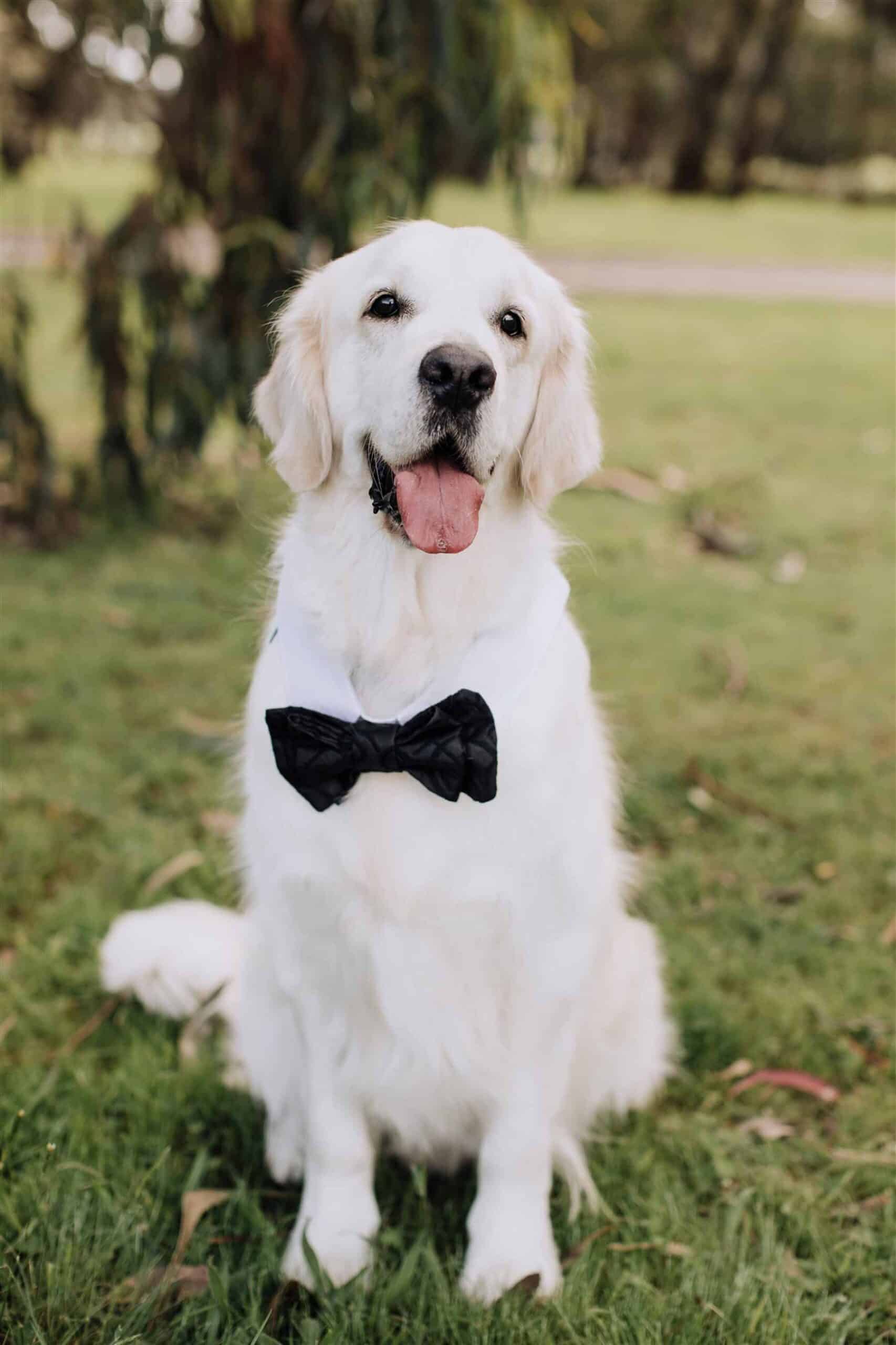 wedding dog golden retriever in bow tie